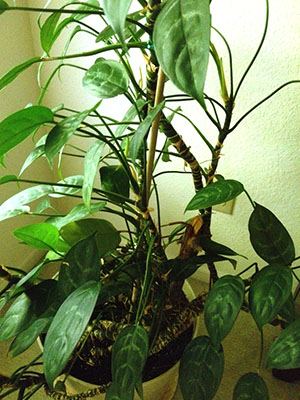 成年植物的茎用于繁殖
