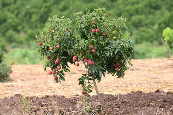 genç lychee ağacı