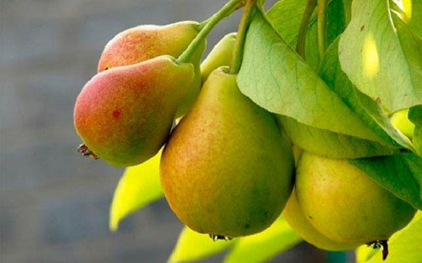 fructe coapte