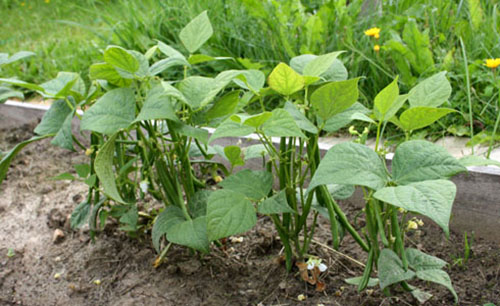 豆类用氮气来富集土壤