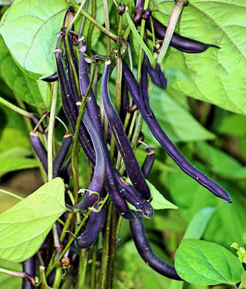 Violette peulen van aspergebonen