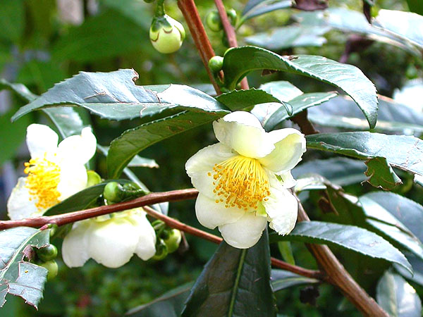 Camellia china thee