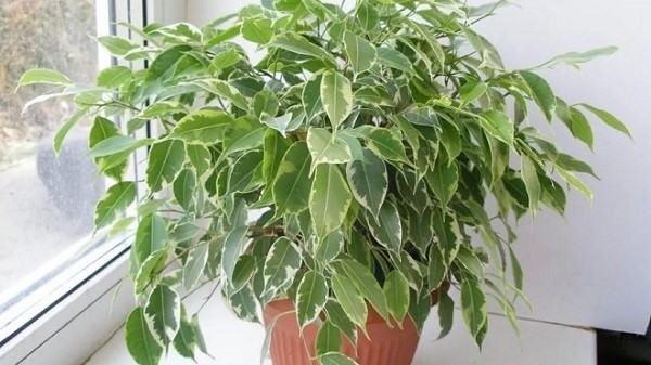 Ficus kinki
