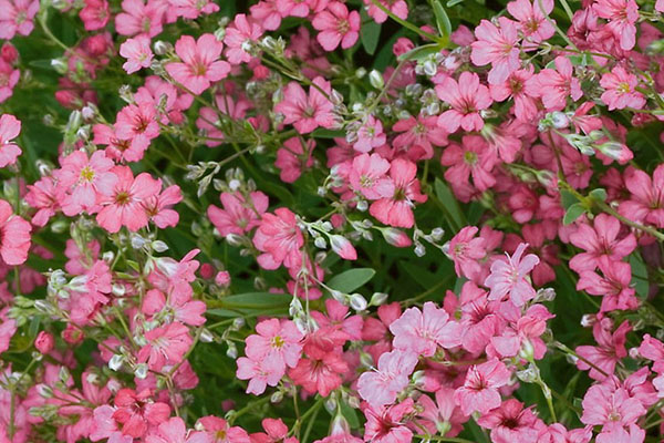 gypsophila graciosa rosa variedade