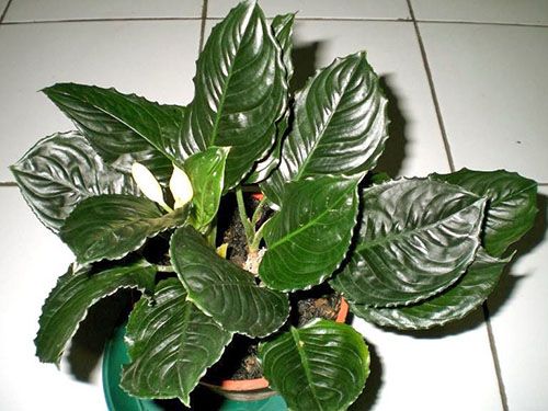 Aglaonema是一种耐荫的植物