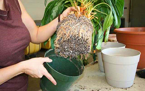 Quando as raízes encherem completamente o vaso, a planta deve ser transplantada
