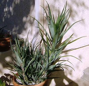 Aloe este una dintre cele mai nepretențioase plante