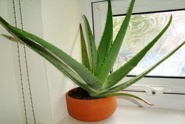 Aloe na prozorčiću