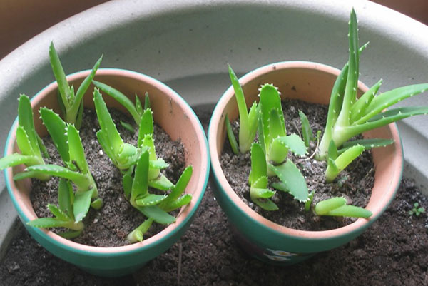 Aloe genç bitkiler