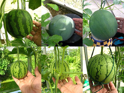Cara menanam semangka