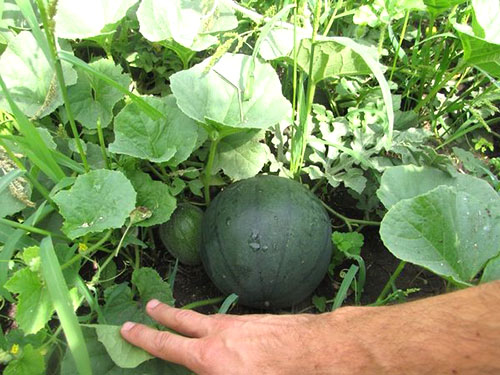 这是一个种植在花园床上的西瓜