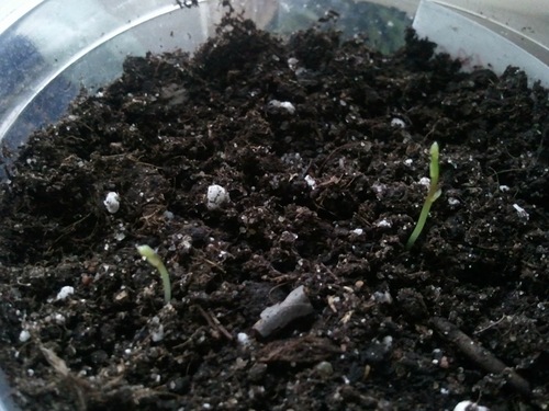 аспарагус первые ростки