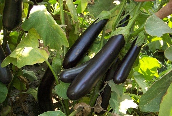 tanaman aubergine