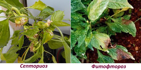 在照片中，保加利亚胡椒的septoriosis和晚疫病