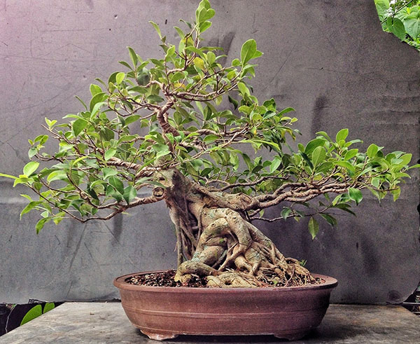 bonsai van ficus