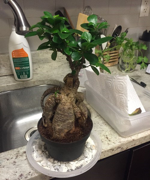 transplante e regando bonsai