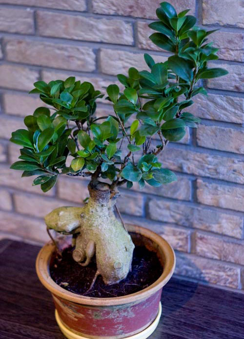 bonsai ficus in het binnenland