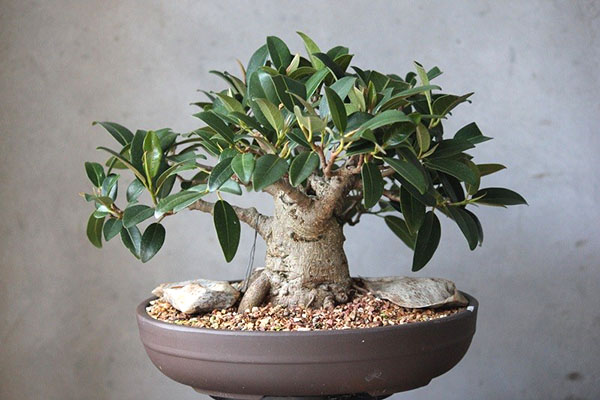 ta vare på bonsai ficus