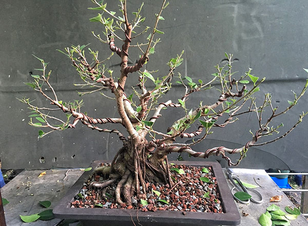 proses pembentukan bonsai