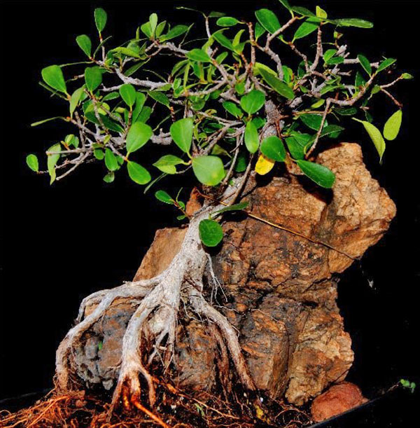 formação de bonsai em um fragmento de rocha