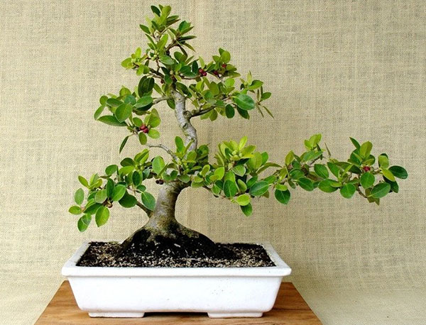 idea bonsai