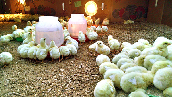 Små kycklingar behöver en dygnet runt bakgrundsbelysning