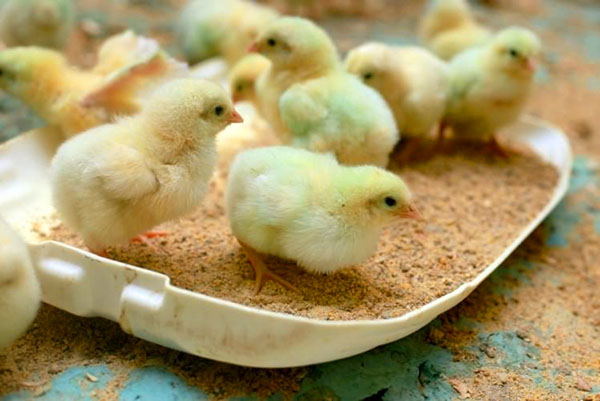 Jednodenné kurčatá si môžu vybrať vlastné jedlo