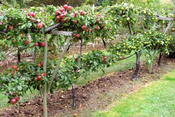 obuoliai ant drožlių
