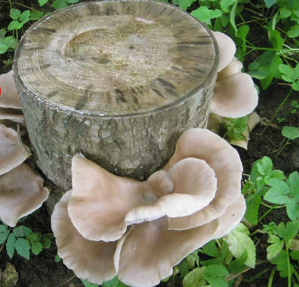 cogumelos-ostra