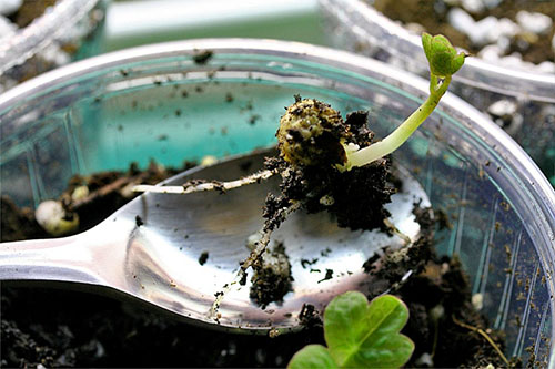 Sprouted frö av nasturtium