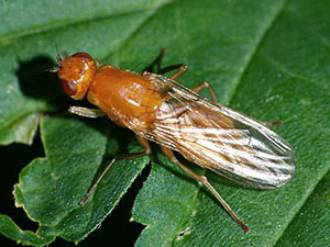 Gulrot fly