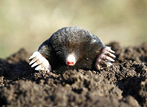 Mole er en trussel mot gulrøtter