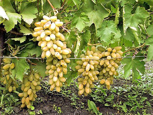 Kaliteli üzüm yetiştirilir