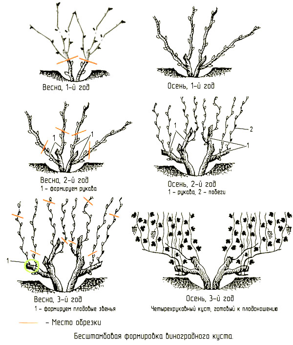 Besshtambovaya formiranje grma