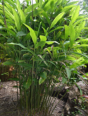 Đumbir raste u tropima