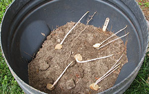 在桶中种植块茎