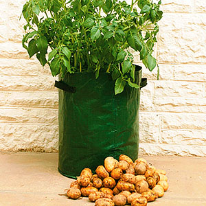 Colheita de batatas em um saco