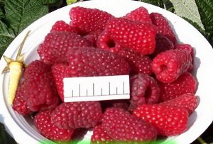 Pelbagai jenis raspberry Lashka