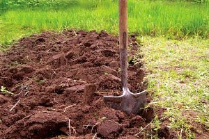 grave jorden for bringebær