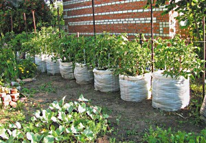 pestovanie uhoriek vo vreciach