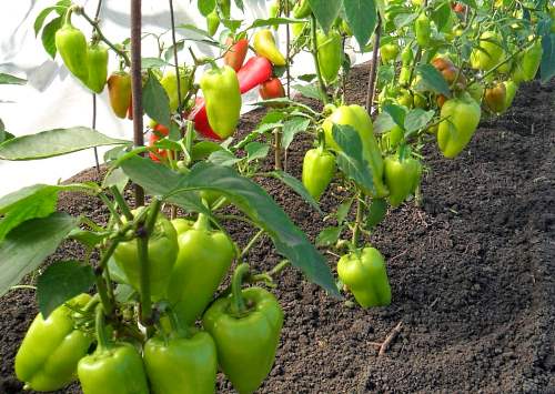 Na fotografiji, paprika uzgaja u stakleniku donosi više žetve