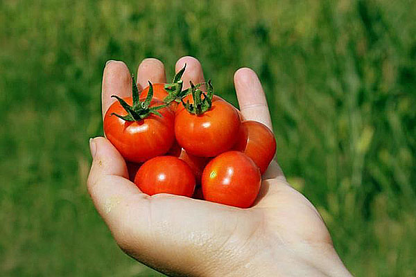 种植我们自己的樱桃番茄