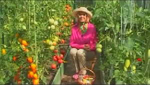 在该国的温室中种植保加利亚辣椒的视频提示