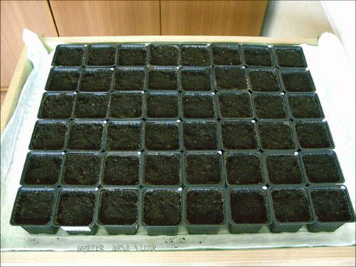 Kassetter med jord för att plantera rädisa i växthuset