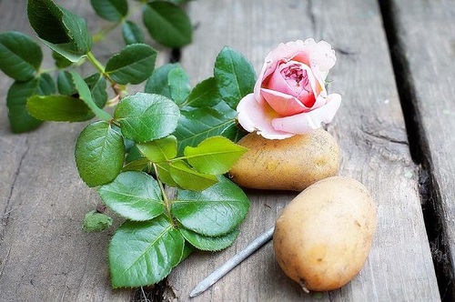 trandafir și cartofi