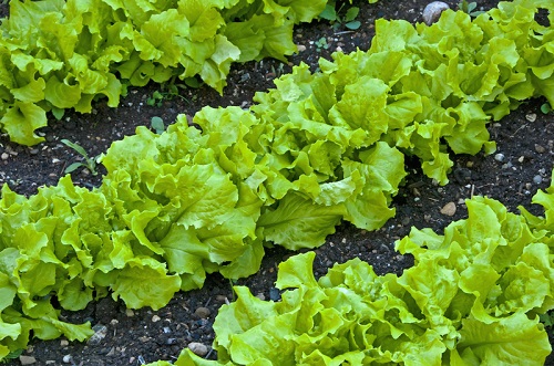 salata verde pe pat