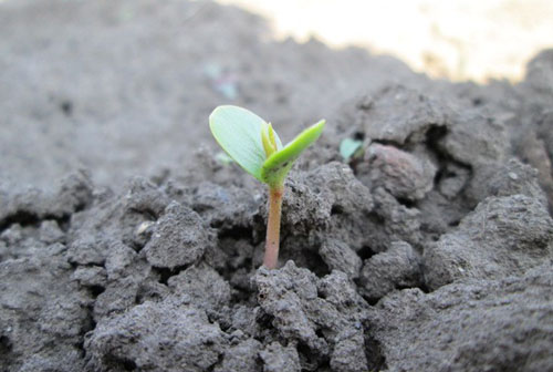 Aumenta a abóbora semeada