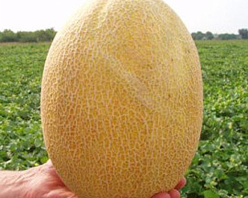 frukten av melonen av Dakar