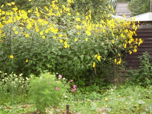Jeruzalemska artičoka na vrtu