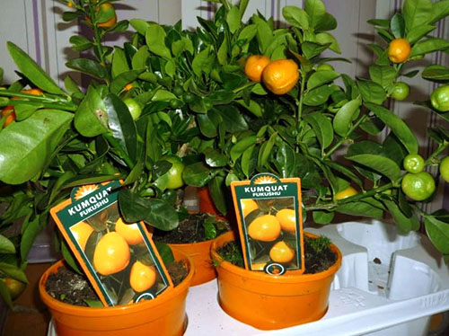 Salg av fruktbærende mandarin